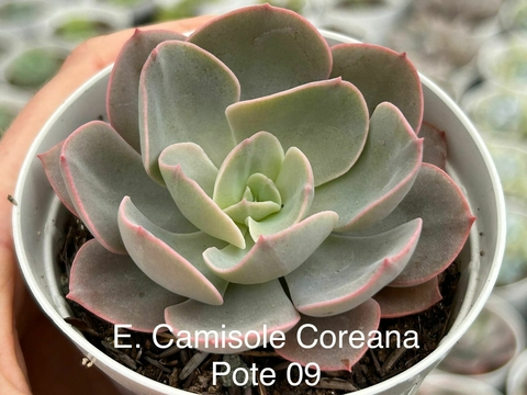 ECHEVERIA CAMISOLE COREANA