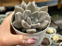 ECEHEVERIA BEVERLEY
