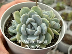 ECHEVERIA WHITE RABIT