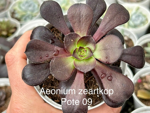 AEONIUM ZEARTKOP