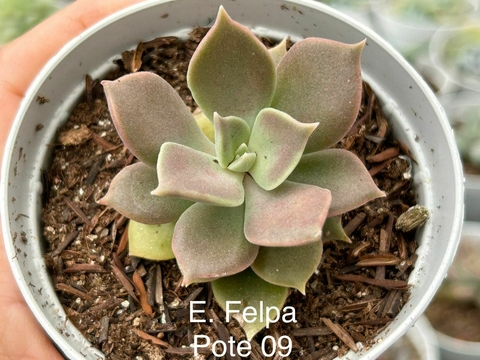 ECEHEVERIA FELPA