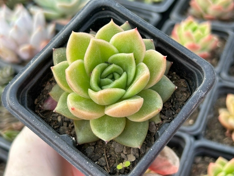Echeveria gilva - comprar online