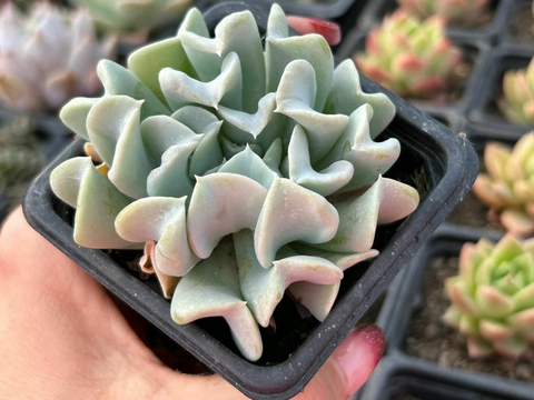 Echeveria topsy turvy - comprar online