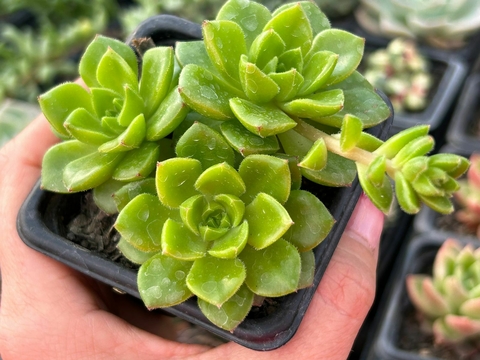 Echeveria letizia - comprar online