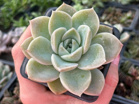 Echeveria fantome - comprar online