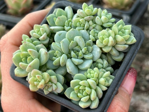 SEDUM PEREZ DE LA ROSAE