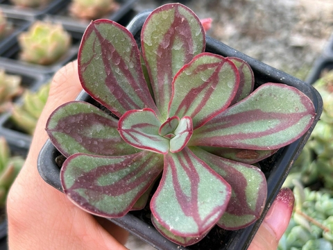 ECHEVERIA NODULOSA PAINTD BEAUTY