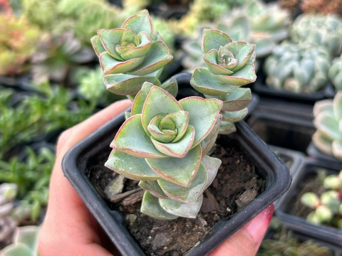 Crassula perforata giant form - comprar online