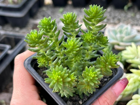 Sedum goldmanii