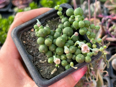 Colar de pérolas