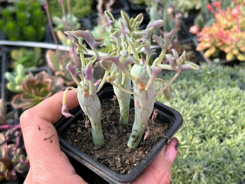 SENECIO ARTICULATUS