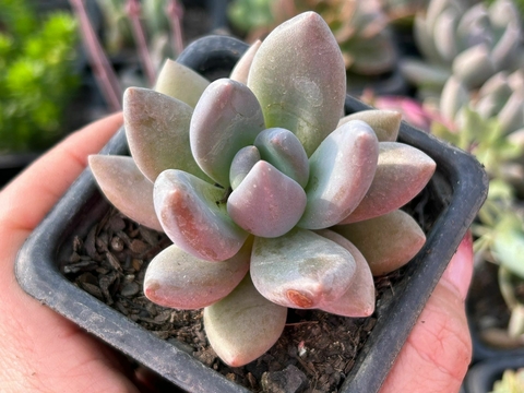 SEDEVERIA BLUE MIST