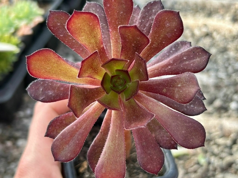 Aeonium arboreum atropurpurea - comprar online