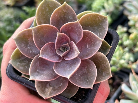 Echeveria duches - comprar online