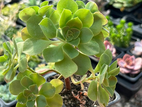 Aeonium goblim - comprar online