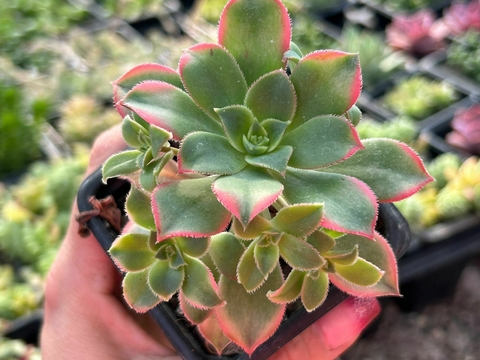 Aeonium kiwi - comprar online