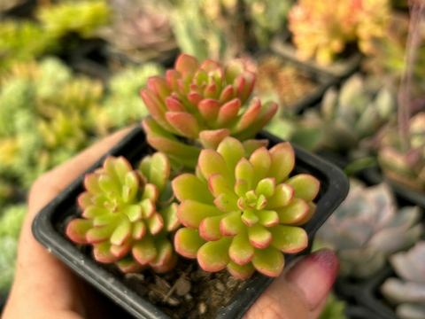 SEDUM JOYCE TULLOCH