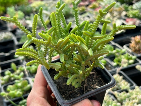 CRASSULA MUSCOSA