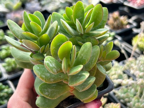 Crassula maker money