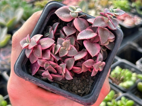 CRASSULA MARGINALIS RUBRA