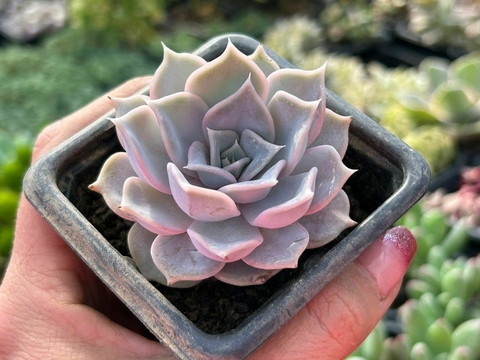 Echeveria lilacina - comprar online
