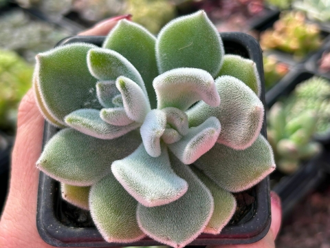 ECHEVERIA PULVINATA FROST