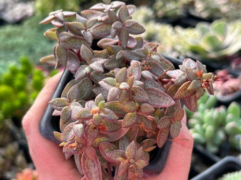 CRASSULA VOLKENSII