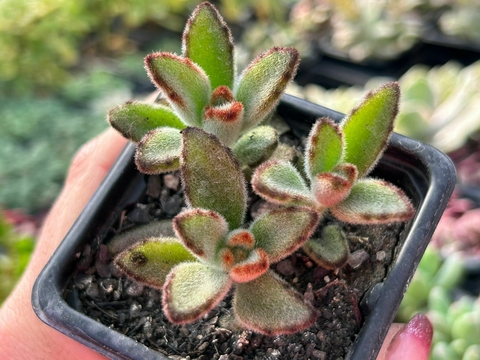 Kalanchoe tomentosa chocolate - comprar online