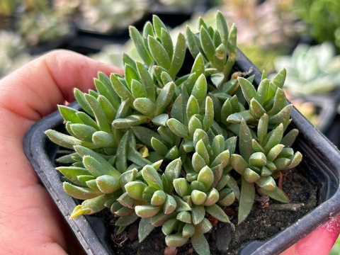 DELOSPERMA BASUTICUM