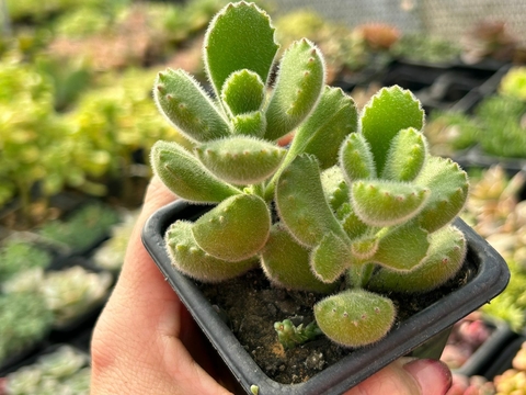 Cotyledon tomentosa