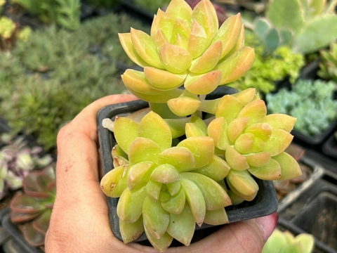 SEDUM GOLDEN GLOW
