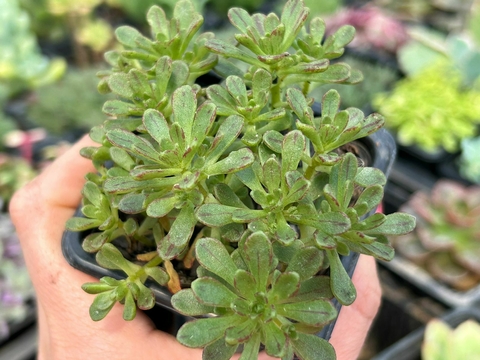 Aeonium sedifolium