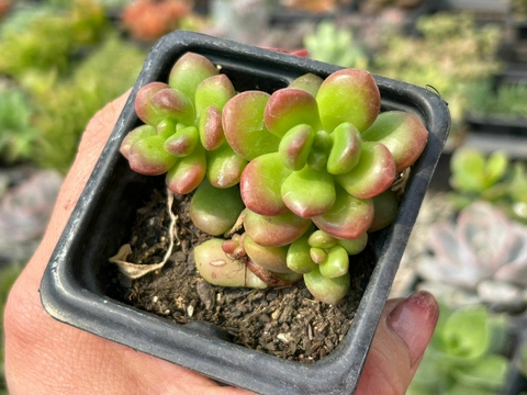 SEDUM OBESUM