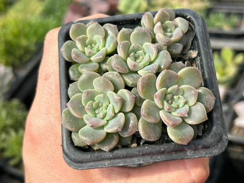 ECHEVERIA TINKER BELL