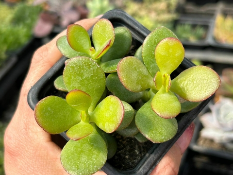 Crassula ovata mini jade - comprar online