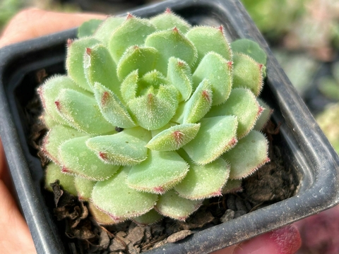 Echeveria dorette - comprar online