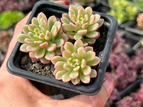 SEDUM JOYCE VARIEGATA