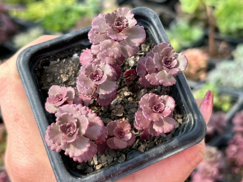 Sedum voodoo - comprar online