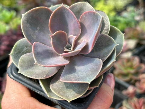 Echeveria perle - comprar online
