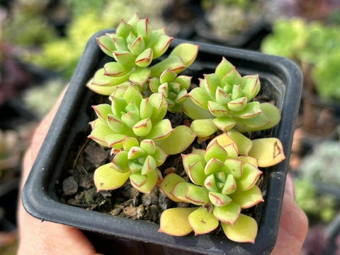 Echeveria supia - comprar online