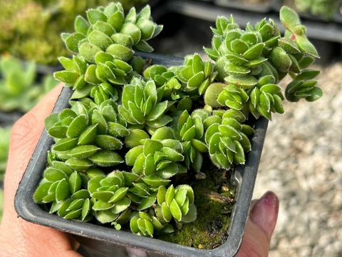 CRASSULA DAVID