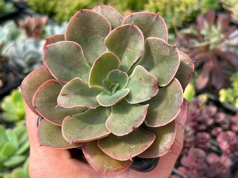 Echeveria painted frills - comprar online