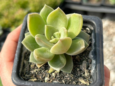 Echeveria pen ar ru - comprar online