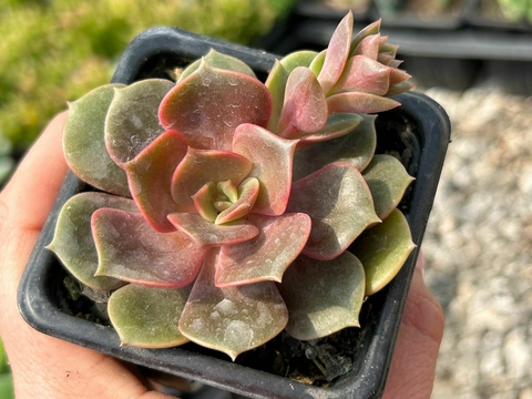 Echeveria Zesta - comprar online