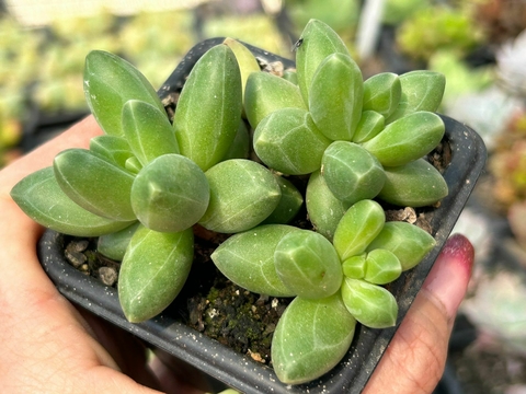 Pachyphitum diamante - comprar online