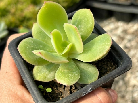 Echeveria Lawrense - comprar online