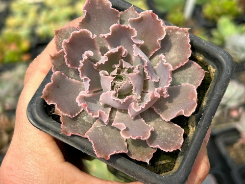 Echeveria shaviana pink frills - comprar online