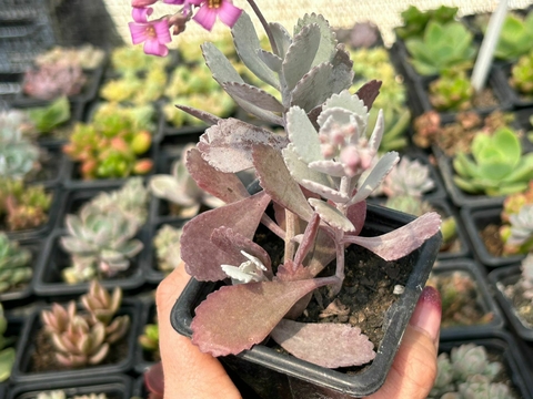 KALANCHOE PUMILA