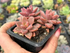 SEDUM BRONZE