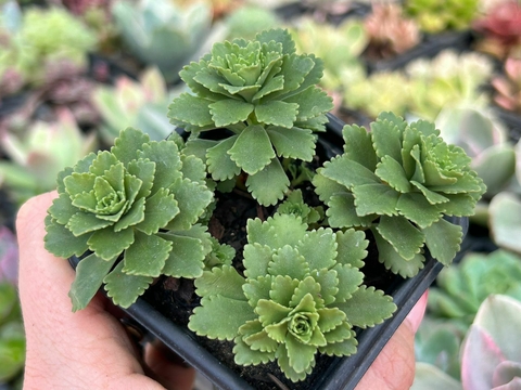 SEDUM ATLANTIS